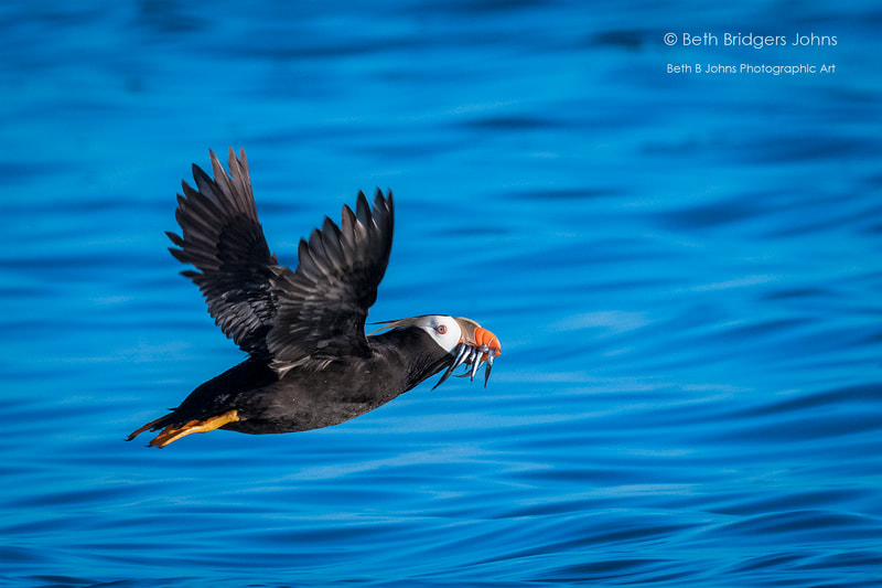 Tufted Puffin, Beth B Johns Photographic Art