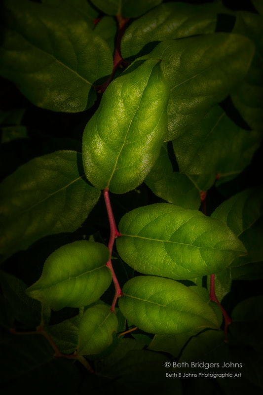 Salal Leaves, Beth B Johns Photographic Art