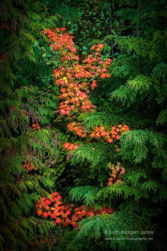 Maple Leaves, Beth B Johns Photographic Art