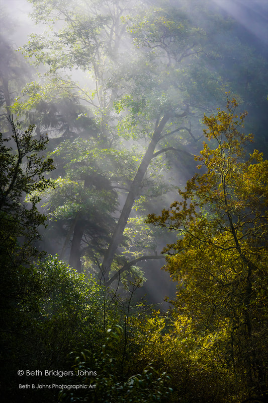 Mystical Forest, Beth B Johns Photographic Art