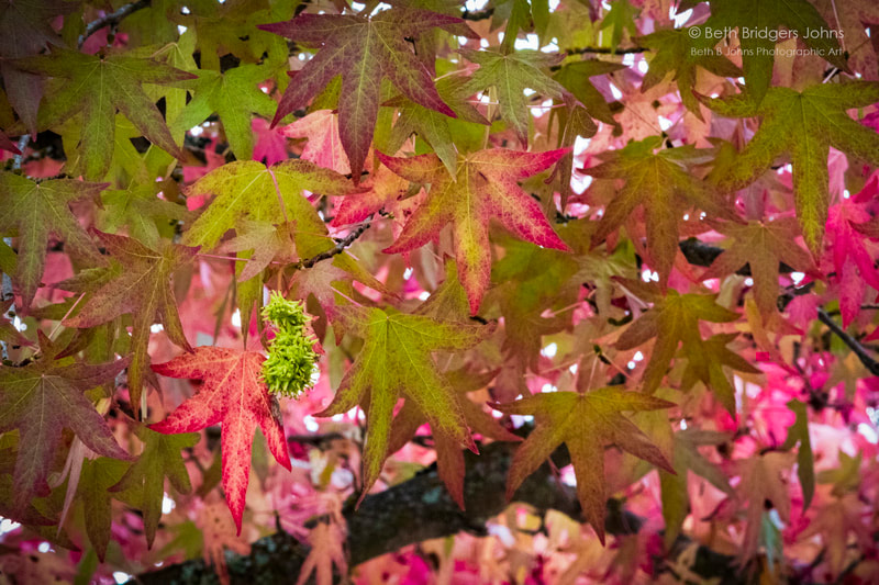 Maple Leaves, Beth B Johns Photographic Art
