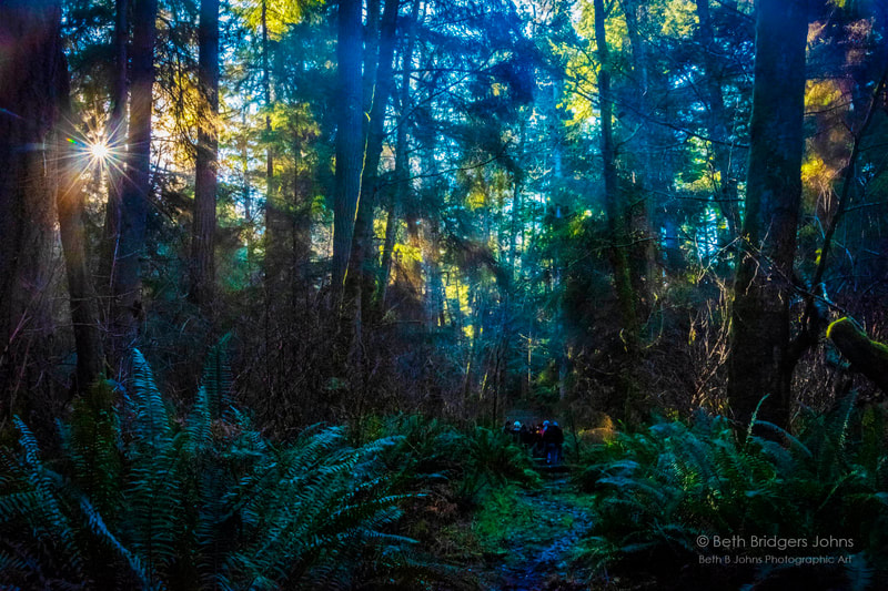 Rain forest, Whidbey Island, Beth B Johns Photographic Art