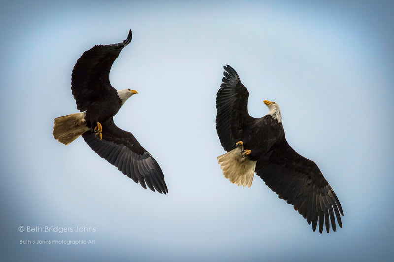 Bald Eagles, Beth B Johns Photographic Art