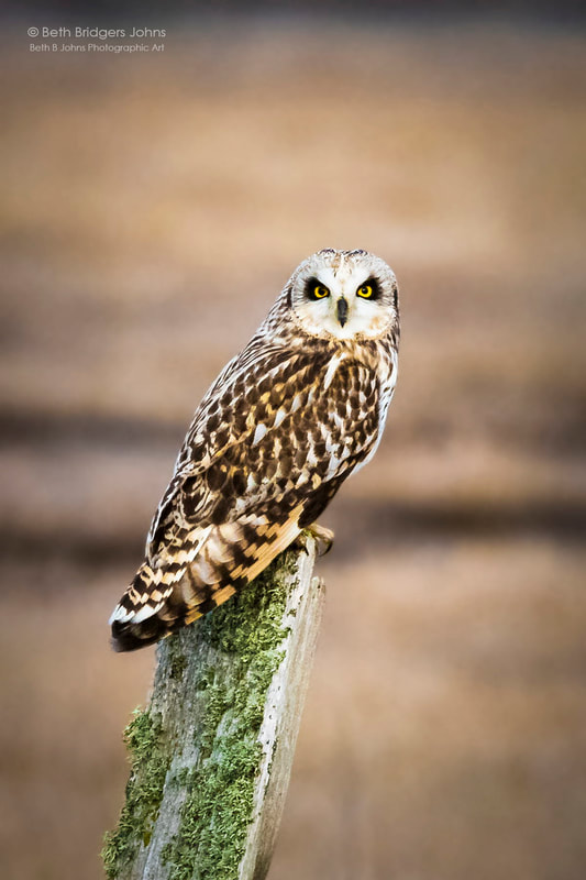 Short-eared Owl, Beth B Johns Photographic Art