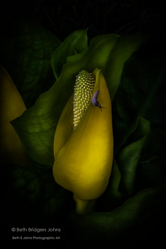 Wilbert Swamp Lantern, Skunk Cabbage, Slug, Beth B Johns Photographic Art