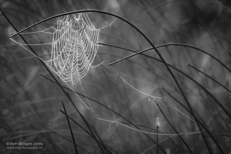 Spider Web, Beth B Johns Photographic Art, black and white photography