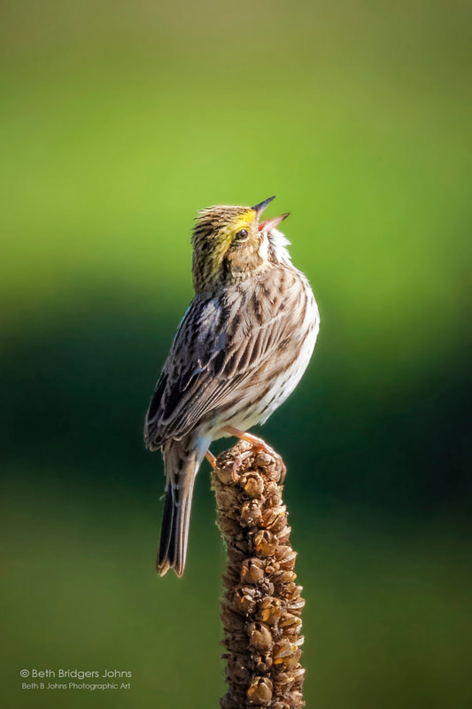 Savannah Sparrow, Beth B Johns Photographic Art