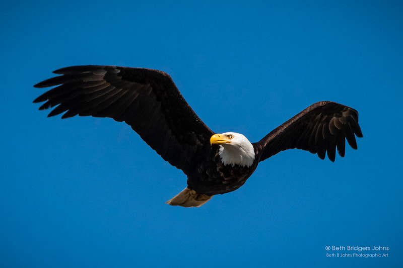 Bald Eagle, Beth B Johns Photographic Art