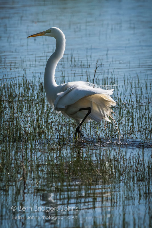 Great Egret, Beth B Johns Photographic Art