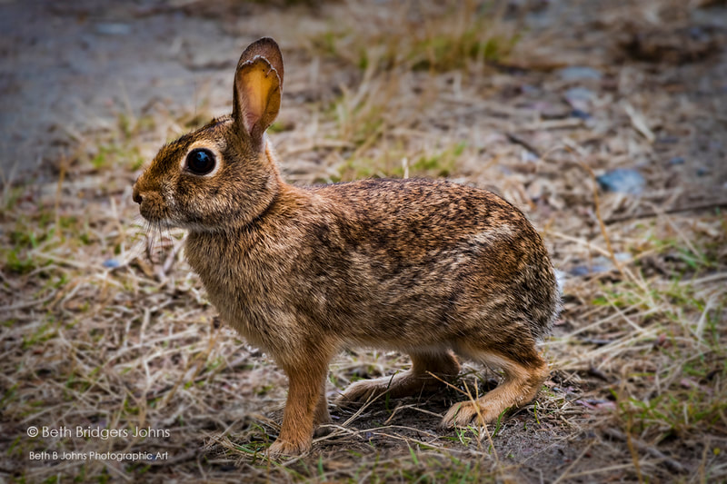 Eastern Cottontail Rabbit, Beth B Johns Photographic Art