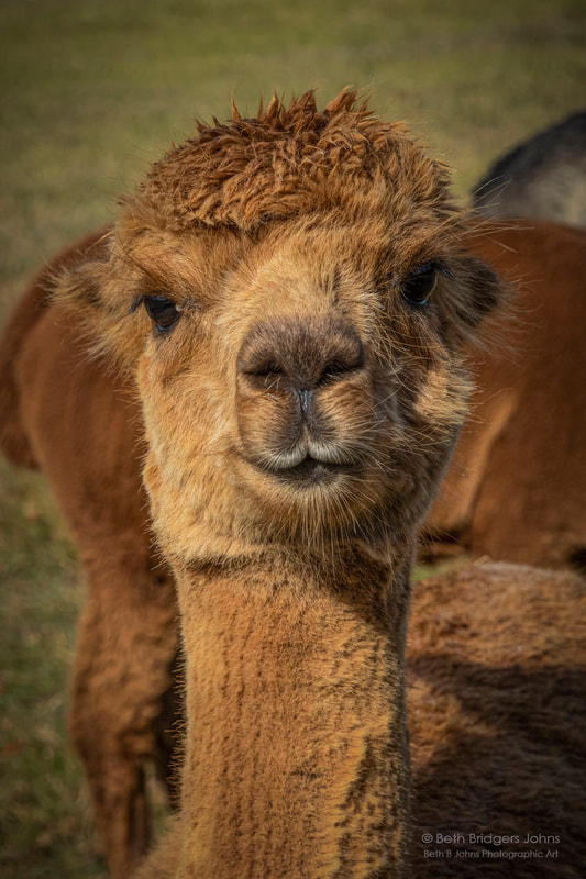 Alpacas, Beth B Johns Photographic Art