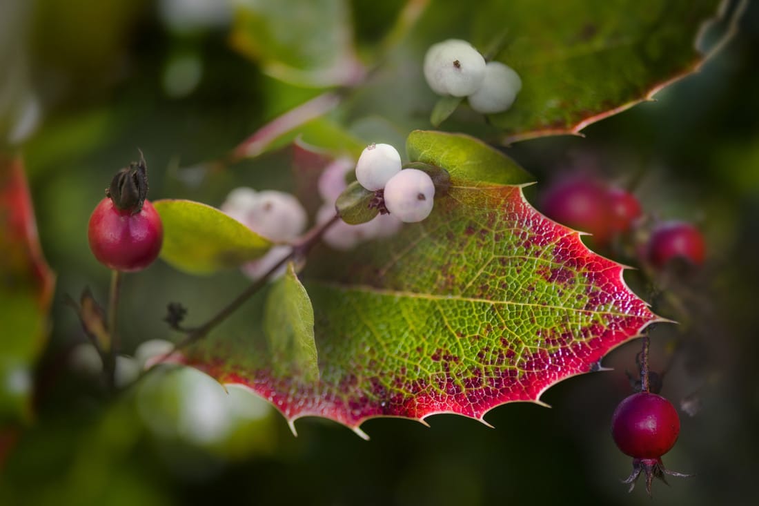 Composite of Oregon Grape Leaves, Snow Berries and Nootka Rose Hips, Beth B Johns Photographic Art