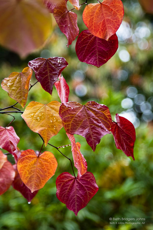 Fall Leaves, Beth B Johns Photographic Art