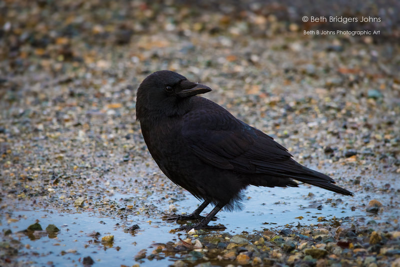 Northwestern Crow, Beth B Johns Photographic Art