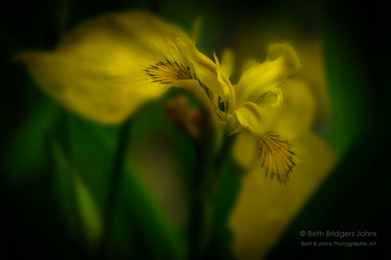 Yellow Flag Iris, Beth B Johns Photographic Art