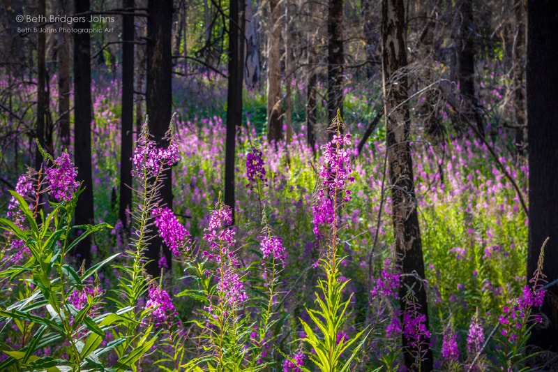 Fireweed near Newhalem WA, Beth B Johns Photographic Art