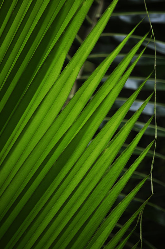 Palm Leaf, Oahu, Hawaii, Beth B Johns Photographic Art