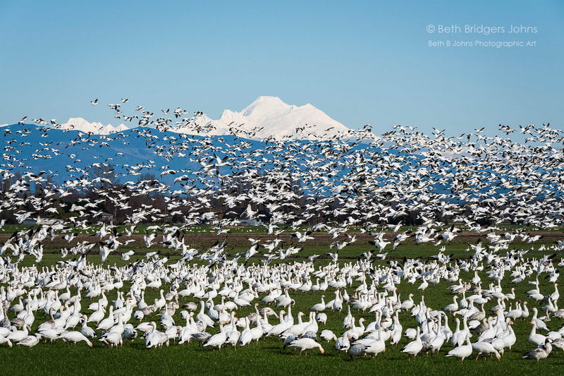 Snow Geese, Skagit Valley and Mount Baker, Beth B Johns Photographic Art