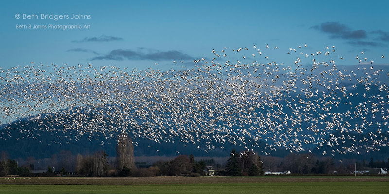 Snow Geese, Skagit Valley, Beth B Johns Photographic Art