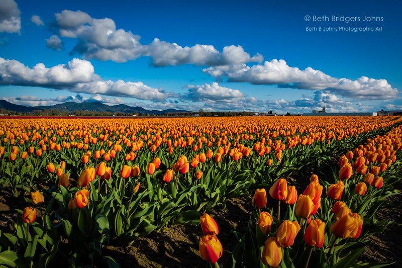 Tulip Festival, Skagit Valley, Beth B Johns Photographic Art