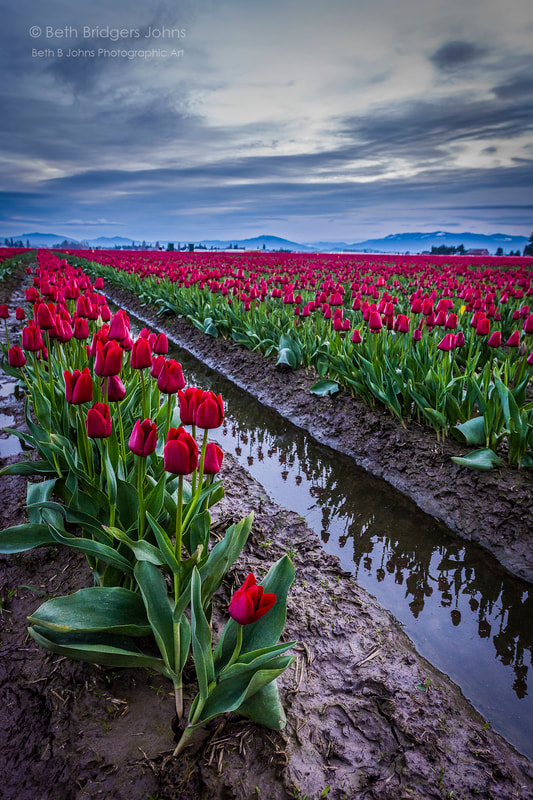 Tulip Festival, Skagit Valley, Beth B Johns Photographic Art