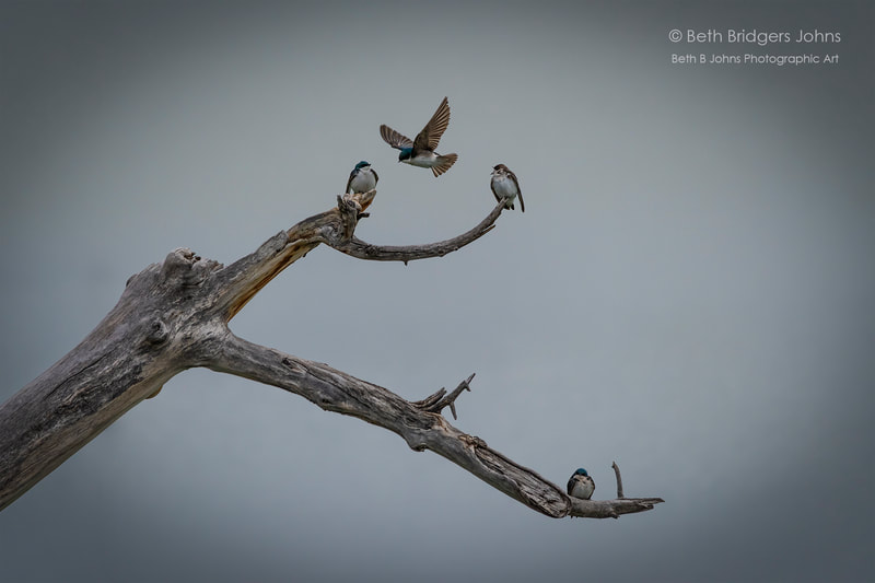 Tree Swallows & Bank Swallow, Beth B Johns Photographic Art