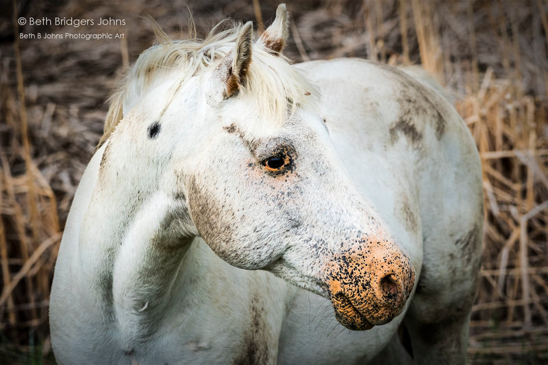 Horse, Beth B Johns Photographic Art