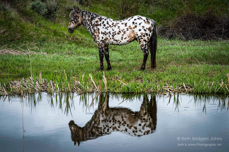 Horse, Beth B Johns Photographic Art