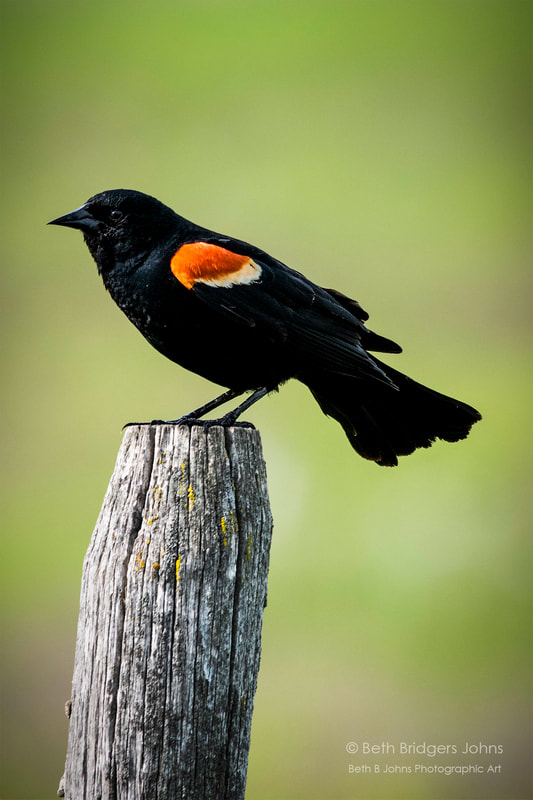 Red-winged Blackbird, Beth B Johns Photographic Art