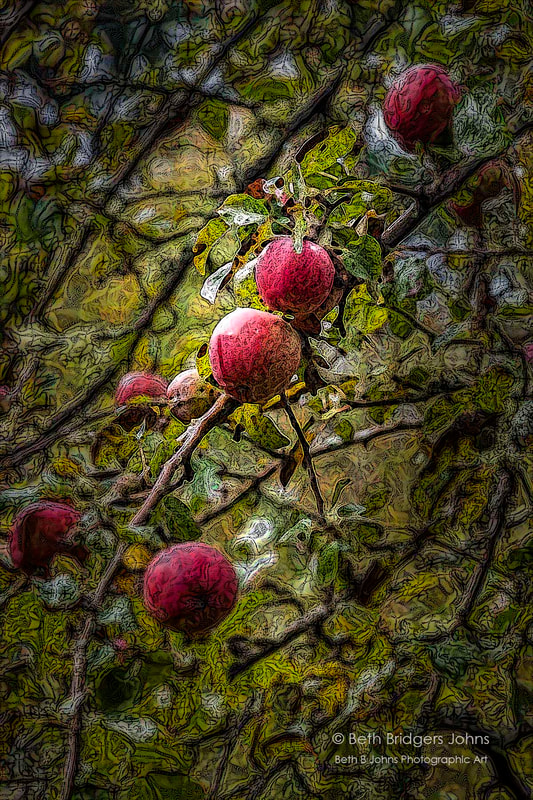 Apples, Beth B Johns Photographic Art