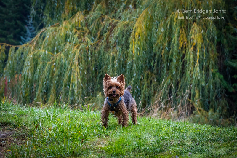 Yorkshire Terrier, Beth B Johns Photographic Art