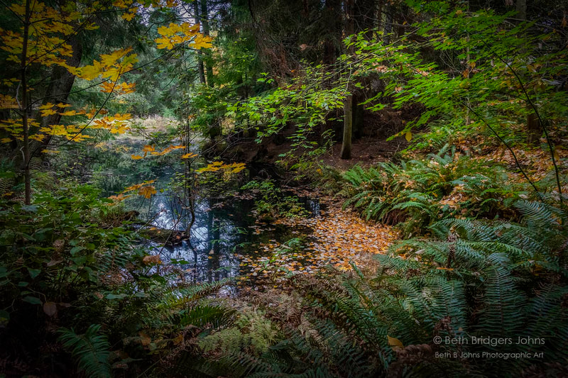 Whidbey Island, Fall Colors, Beth B Johns Photographic Art