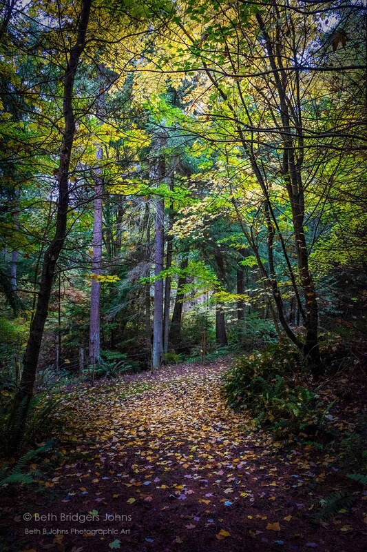Whidbey Island, Fall Colors, Inviting Forest Path, Beth B Johns Photographic Art