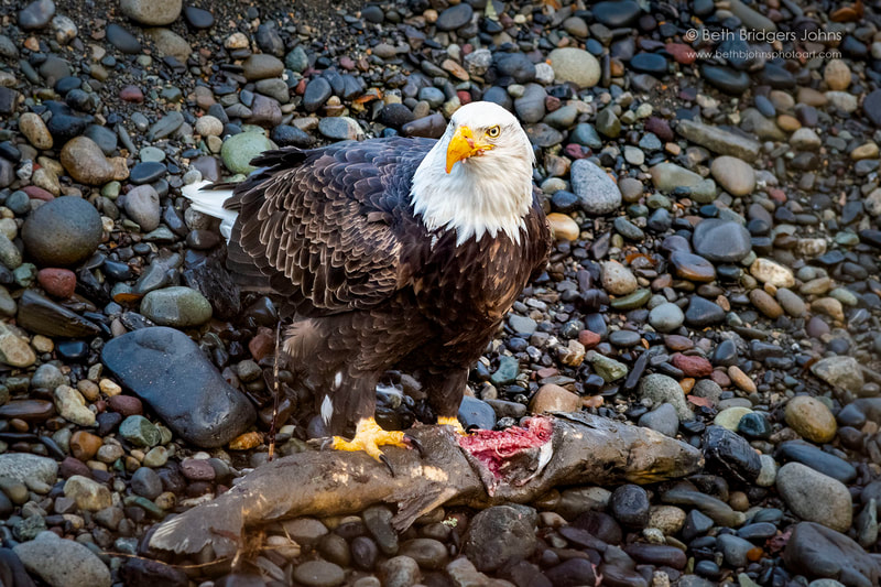 Bald Eagle, Beth B Johns Photographic Art