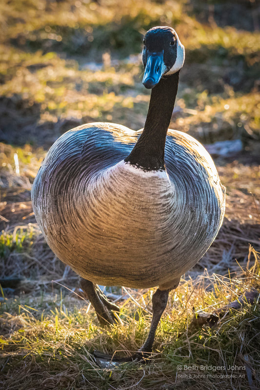 Canada Goose, Nisqually Wildlife Refuge, Beth B Johns Photographic Art
