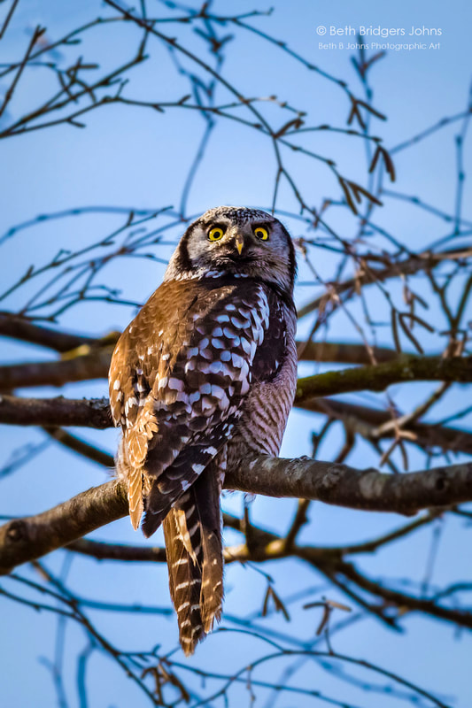 Northern Hawk Owl, Beth B Johns Photographic Art