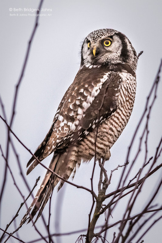Northern Hawk Owl, Beth B Johns Photographic Art