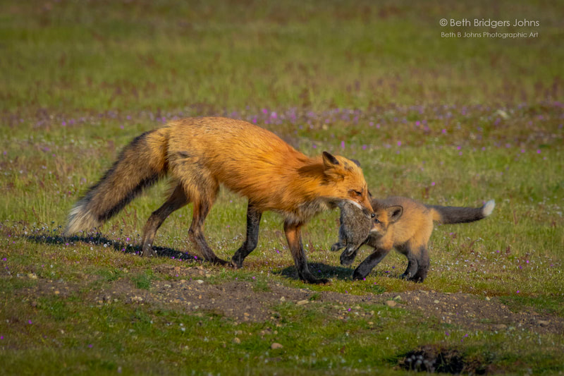 Red Foxes, Beth B Johns Photographic Art