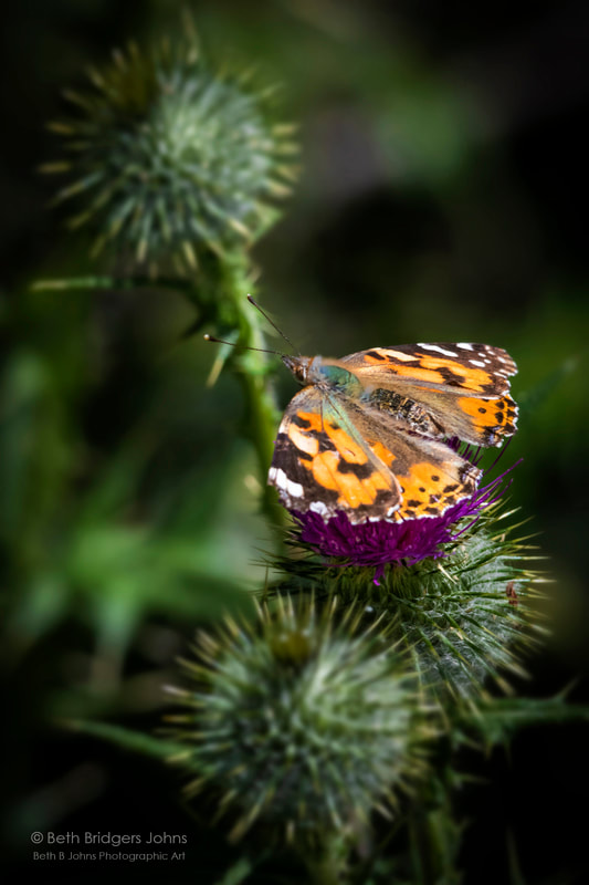 Butterfly on Thistle, Beth B Johns Photographic Art