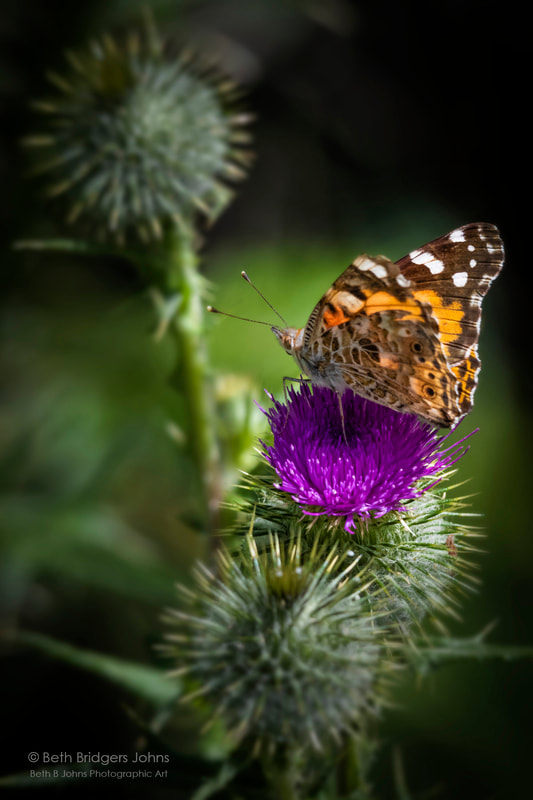 Butterfly on Thistle, Beth B Johns Photographic Art
