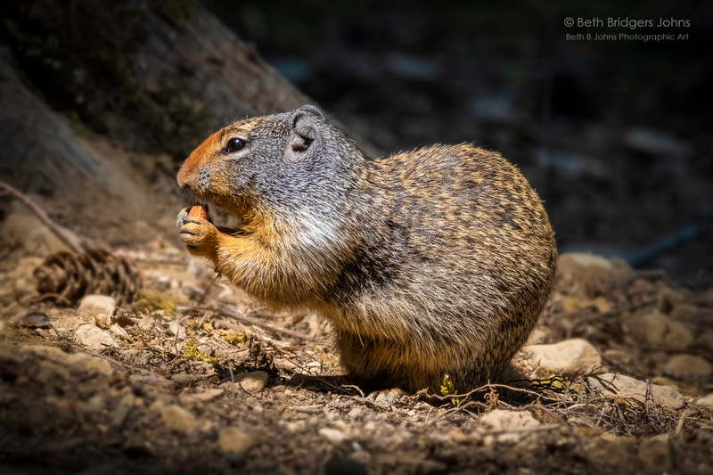 Columbian Ground Squirrel, Beth B Johns Photographic Art