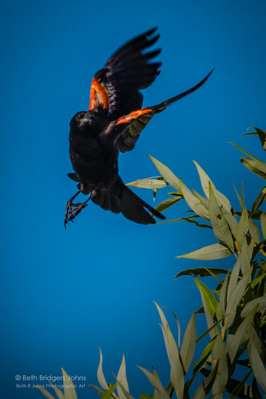 Red-winged Blackbird, Beth B Johns Photographic Art