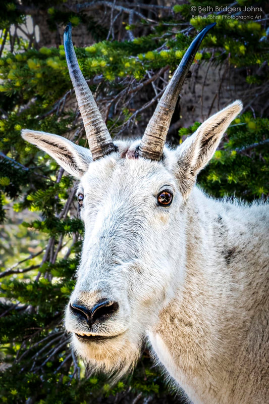 Mountain Goats, Beth B Johns Photographic Art