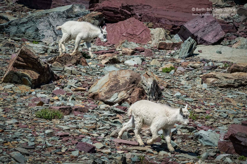 Mountain Goats, Beth B Johns Photographic Art