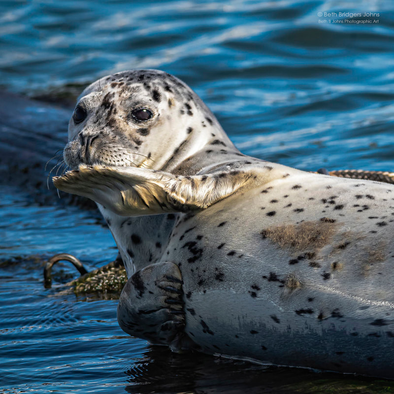 Harbor Seals, Beth B Johns Photographic Art