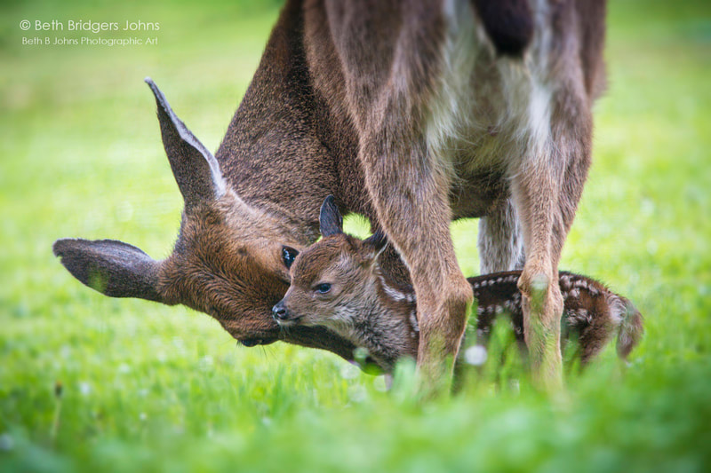 Blacktail Deer, Beth B Johns Photographic Art