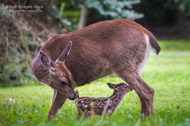Blacktail Deer, Beth B Johns Photographic Art