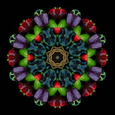 Bell Pepper Mandala on Black, Beth B Johns Photographic Art