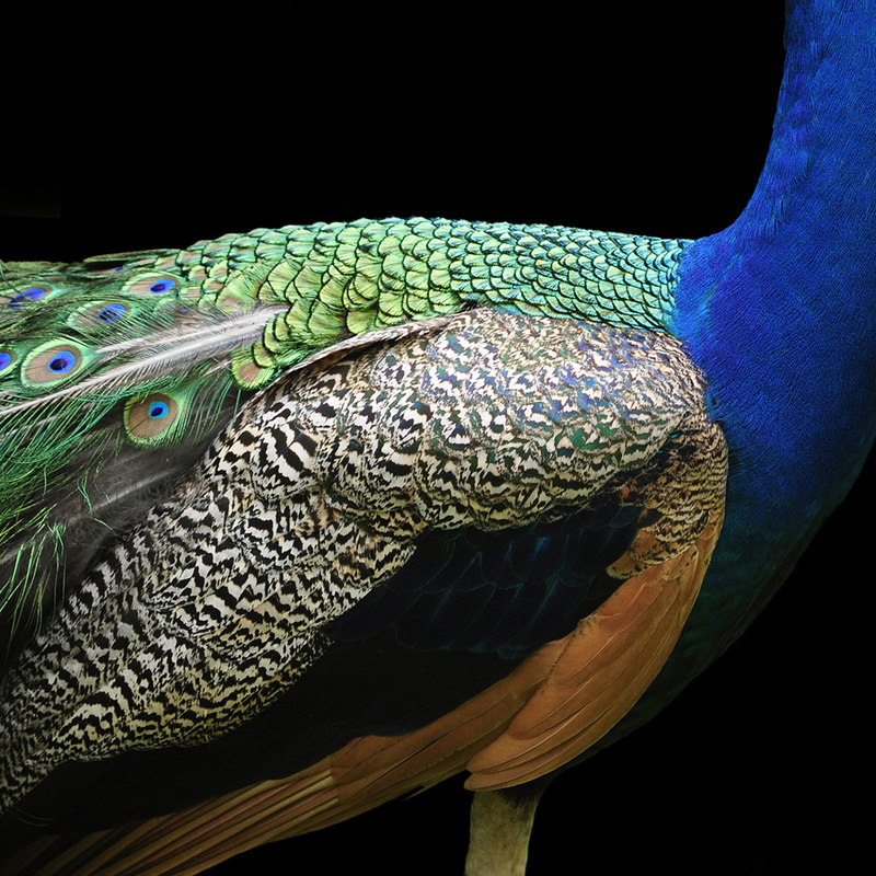Peacock, Beth B Johns Photographic Art