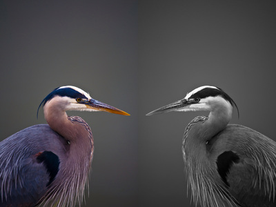 Composite Photograph of a Great Blue Heron, Beth B Johns Photographic Art